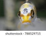 Koi is checking continuously