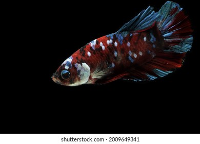 A koi colored pla kad betta fish (Betta splendens) is swimming in the watertank. It has a multicolor scale and fins. 