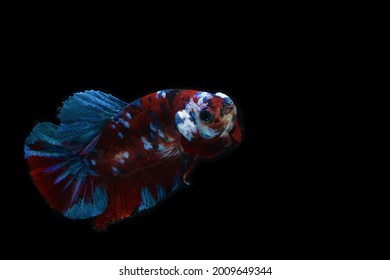 A koi colored pla kad betta fish (Betta splendens) is swimming in the watertank. It has a multicolor scale and fins. 