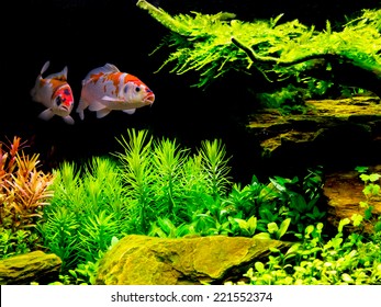 Koi Couple In Fish Tank