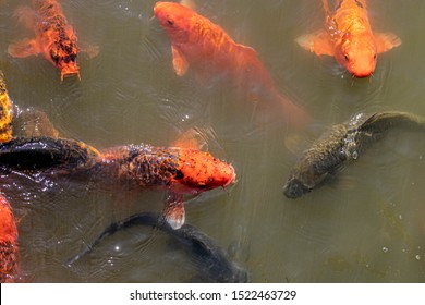 Koi Feeding Frenzy In The Pond