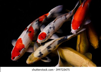 Koi Fish