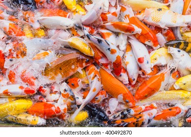 Koi fish