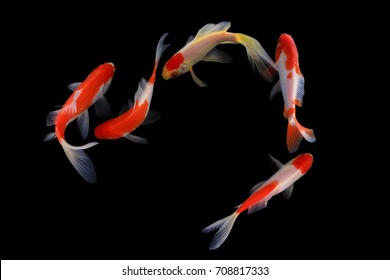 Koi Fish Stock Photo Edit Now 708817333