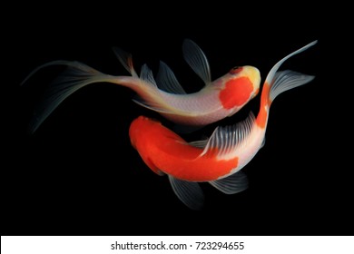 Koi fish