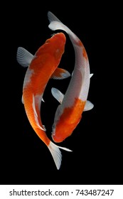 Koi Fish Fish Koi Animal Background Stock Photo 753697288 | Shutterstock