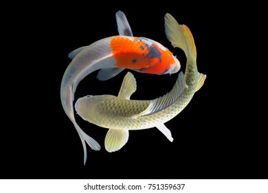 Koi Fish Platinum Background Black Stock Photo 1681782961 | Shutterstock