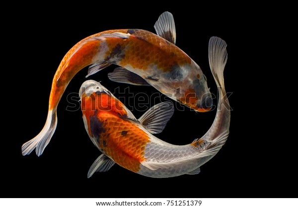 Koi Fish Stock Photo Edit Now 751251379