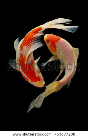 Koi fish fish, koi, animal, background, white, golden, carp, colorful, red