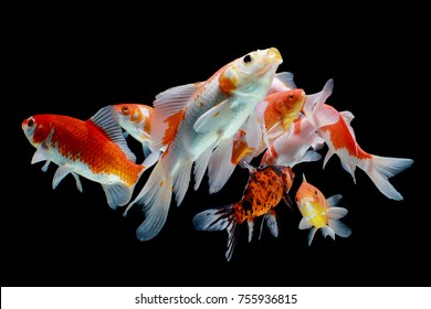 Koi fish, fish, koi, animal, white, background, carp, golden, red, isolated