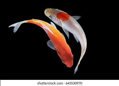Koi fish with a black background
