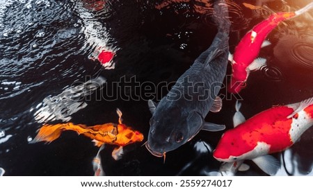 Koi fish carp black water