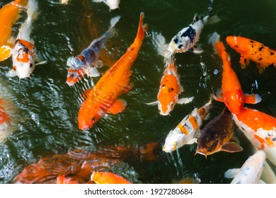 Koi fish or carp fish swimming  in the pond - Powered by Shutterstock