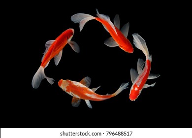 Koi fish color