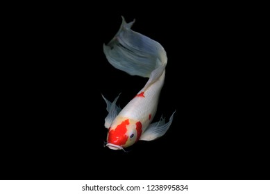 Koi Fish High Res Stock Images Shutterstock