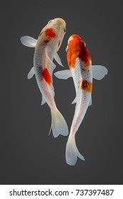 Koi Fish Cyprinus Carpio