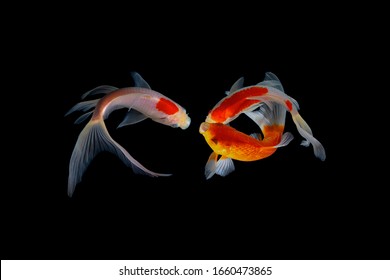 鯉 の画像 写真素材 ベクター画像 Shutterstock