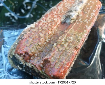 Koi Fish Eggs Perched On Red Bricks During Spawning Season.