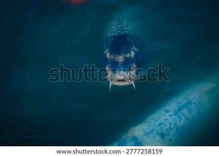 Koi Fish Emerging Through Dark Water at Japanese Garden Buenos Aires