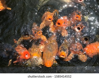 Ikan Koi Images Stock Photos Vectors Shutterstock