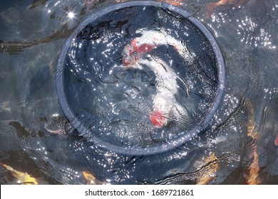 Koi Fish Farming, From The Selection Of Koi Broodstock And Hormone Injections, To The Collection Of Koi Fish Eggs