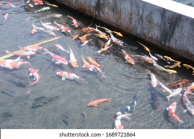 Koi Fish Farming, From The Selection Of Koi Broodstock And Hormone Injections, To The Collection Of Koi Fish Eggs