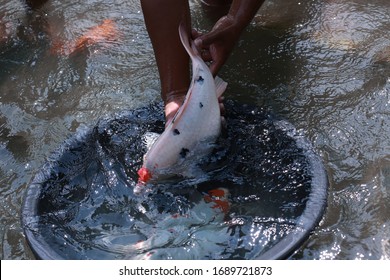 Koi Fish Farming, From The Selection Of Koi Broodstock And Hormone Injections, To The Collection Of Koi Fish Eggs