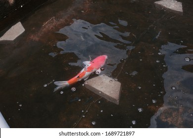 Koi Fish Farming, From The Selection Of Koi Broodstock And Hormone Injections, To The Collection Of Koi Fish Eggs