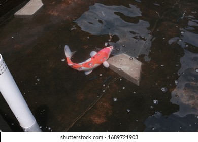 Koi Fish Farming, From The Selection Of Koi Broodstock And Hormone Injections, To The Collection Of Koi Fish Eggs