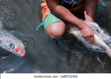 Koi Fish Farming, From The Selection Of Koi Broodstock And Hormone Injections, To The Collection Of Koi Fish Eggs