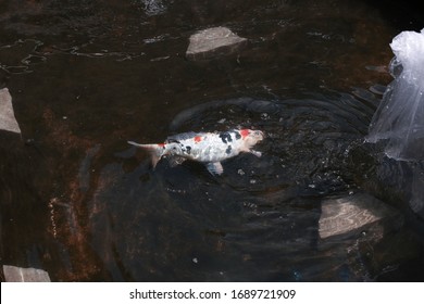 Koi Fish Farming, From The Selection Of Koi Broodstock And Hormone Injections, To The Collection Of Koi Fish Eggs