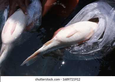 Koi Fish Farming, From The Selection Of Koi Broodstock And Hormone Injections, To The Collection Of Koi Fish Eggs