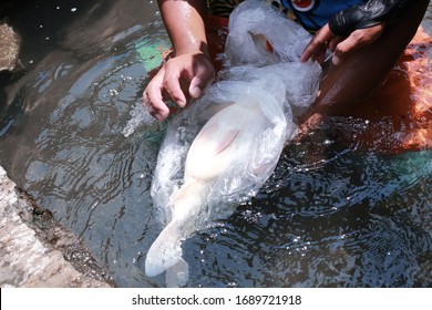 Koi Fish Farming, From The Selection Of Koi Broodstock And Hormone Injections, To The Collection Of Koi Fish Eggs