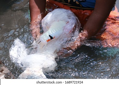 Koi Fish Farming, From The Selection Of Koi Broodstock And Hormone Injections, To The Collection Of Koi Fish Eggs