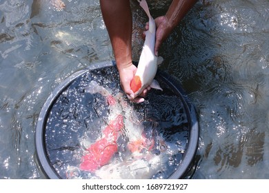 Koi Fish Farming, From The Selection Of Koi Broodstock And Hormone Injections, To The Collection Of Koi Fish Eggs