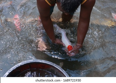 Koi Fish Farming, From The Selection Of Koi Broodstock And Hormone Injections, To The Collection Of Koi Fish Eggs