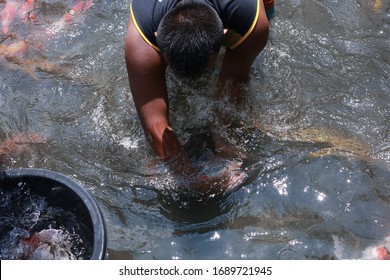 Koi Fish Farming, From The Selection Of Koi Broodstock And Hormone Injections, To The Collection Of Koi Fish Eggs