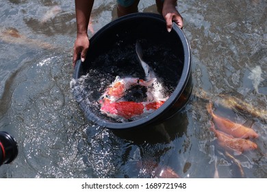 Koi Fish Farming, From The Selection Of Koi Broodstock And Hormone Injections, To The Collection Of Koi Fish Eggs