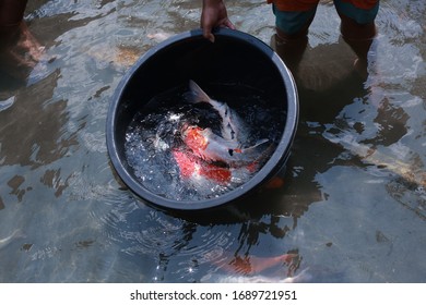 Koi Fish Farming, From The Selection Of Koi Broodstock And Hormone Injections, To The Collection Of Koi Fish Eggs