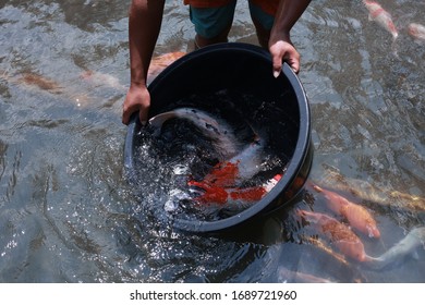 Koi Fish Farming, From The Selection Of Koi Broodstock And Hormone Injections, To The Collection Of Koi Fish Eggs