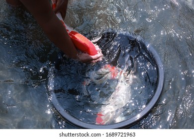 Koi Fish Farming, From The Selection Of Koi Broodstock And Hormone Injections, To The Collection Of Koi Fish Eggs