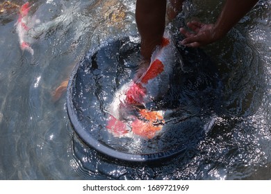 Koi Fish Farming, From The Selection Of Koi Broodstock And Hormone Injections, To The Collection Of Koi Fish Eggs