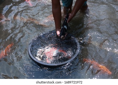 Koi Fish Farming, From The Selection Of Koi Broodstock And Hormone Injections, To The Collection Of Koi Fish Eggs