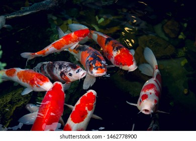 39,846 Japanese koi gardens Images, Stock Photos & Vectors | Shutterstock