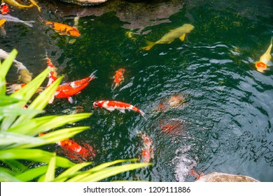 Koi Fish Found Japanese Garden Stock Photo 1209111886 | Shutterstock