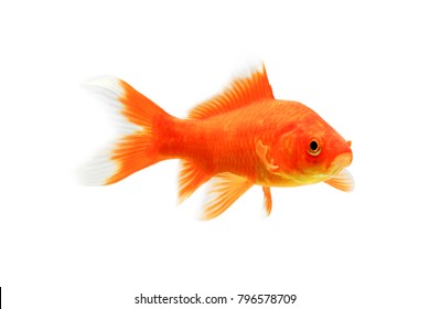 Poisson Rouge Hd Stock Images Shutterstock