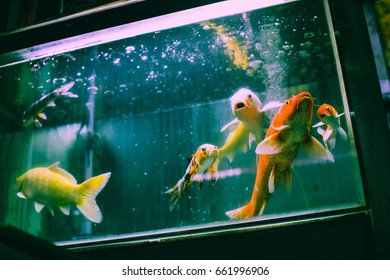 Koi Fish Group Together Inside A Fish Tank