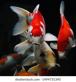 koi wallpaper images stock photos vectors shutterstock https www shutterstock com image photo koi fish group various isolated on 1494731345