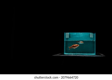 Koi Fish In An Illuminated Old Fish Tank On A Wooden Table At Night