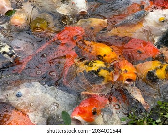 Koi Fish. Koi Fish In The Indoor Pond At ButterflyWorld.